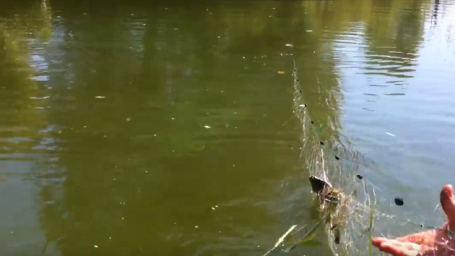 В охранной зоне Воронежского заповедника нашли 30-метровую рыболовную сеть 