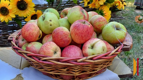 Сестры из Хохольского района насушили более 30 кг яблок для бойцов СВО