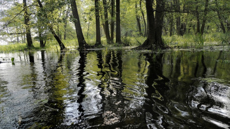 Власти направят до 300 млн рублей на расчистку 40 км реки Воронеж