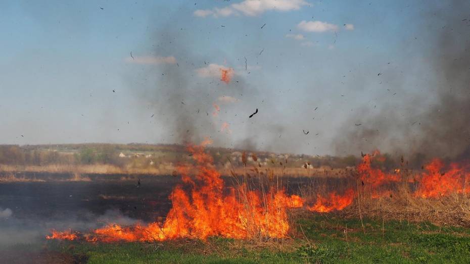 В Бутурлиновке выгорело 10 га камыша на лугу