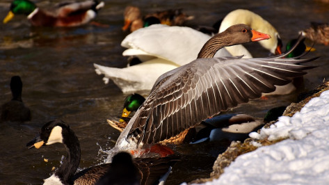 Власти опубликовали правила охоты на пернатую дичь в Воронежской области весной