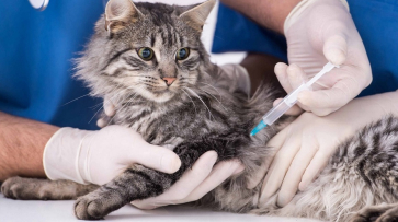 Домашних кошек и собак массово вакцинируют от бешенства в Россошанском районе