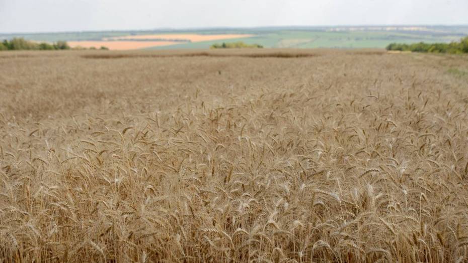 Губернатор Александр Гусев: воронежские аграрии собрали 2 млн тонн зерна