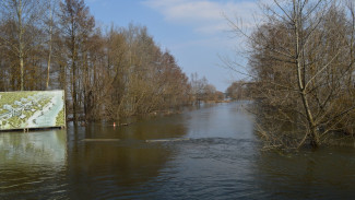 Под Рамонью уровень воды в реке Воронеж снизился на 7 см