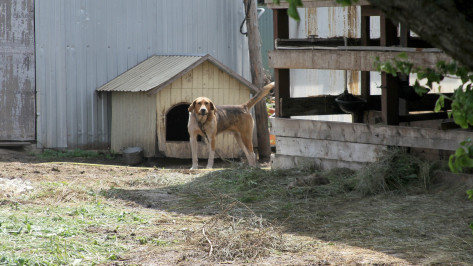 Бешенство выявили у домашней собаки в воронежском селе