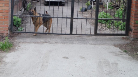 В Воронеже владелец овчарки заплатит 140 тыс рублей за покусанную ногу 9-летней девочки 