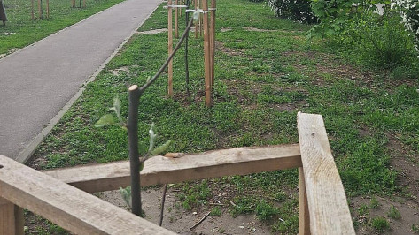 Мэрия Воронежа попросила «доброжелателей» прекратить варварскую обрезку рябин