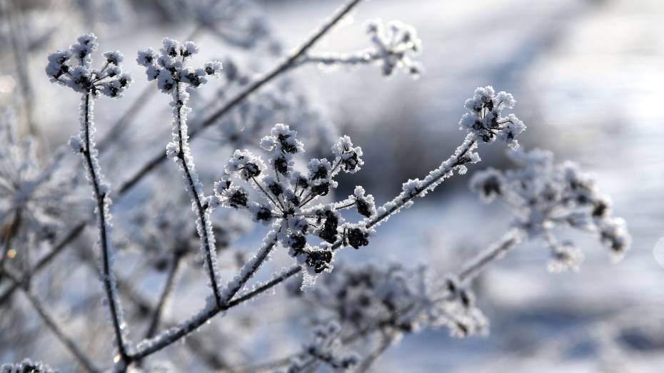 В Воронежскую область придет 14-градусный мороз