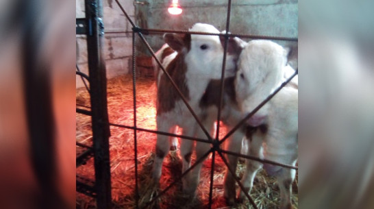 В Верхнехавском районе корова родила еще одного теленка через 3 дня после первого