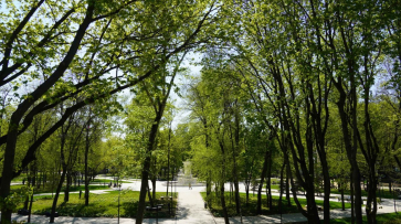 Воронежская ландшафтная мастерская будет ухаживать за зеленью в парке «Орленок»