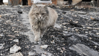 Жилой дом сгорел в Павловском районе Воронежской области: спасен кот