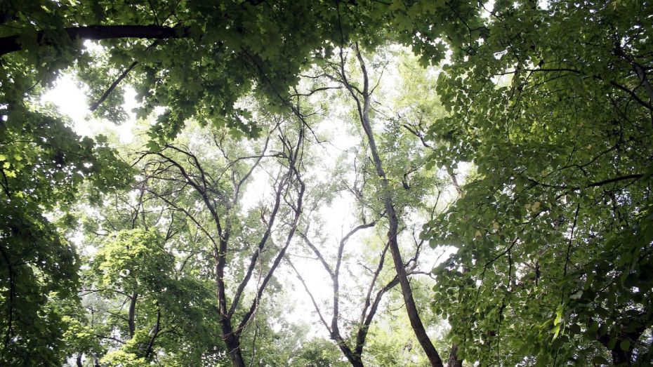 Экологи начали инвентаризацию деревьев в Воронеже