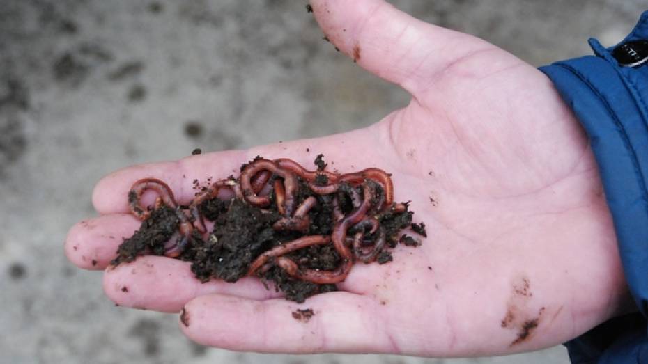Житель кантемировского села разводит червей