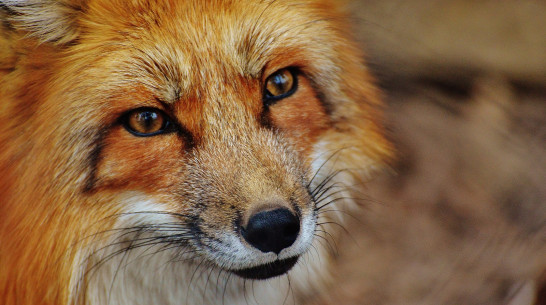 В воронежской деревне Чубровка сняли карантин, введенный из-за бешеной лисы