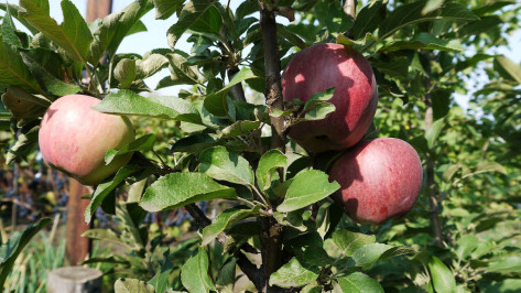 В Воронежской области появится яблоневый сад суперинтенсивного типа