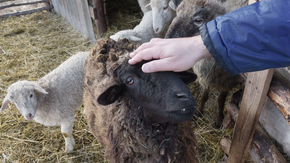 Воронежским производителям компенсируют затраты на разведение овец и коз