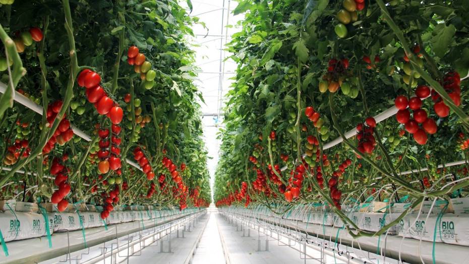 Воронежское предприятие по выращиванию томатов присоединилось к нацпроекту «Производительность труда»