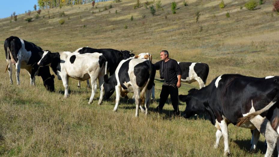Нижнедевицкие фермеры получили субсидии
