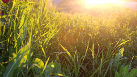 Воронежцев ждут жаркие выходные с грозой