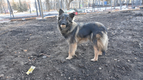 Дело широко известной в Воронеже отравительницы собак дошло до суда