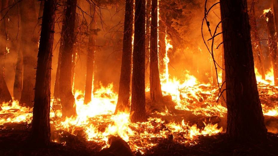 Воронежского губернатора попросили помочь потушить пожары в Болгарии