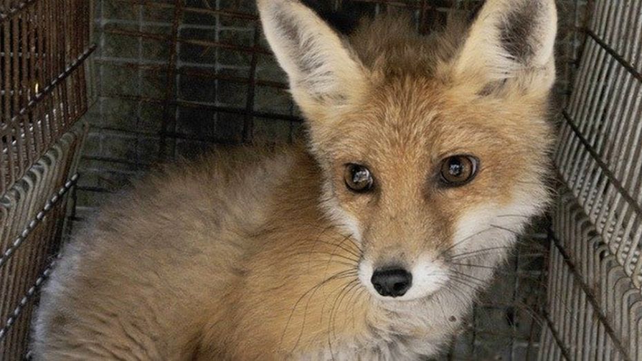 В Грибановском районе домашняя собака заразилась бешенством от лисицы