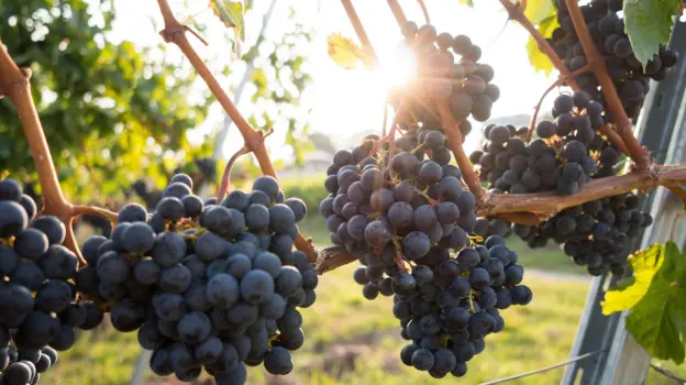 В Воронежской области планируют производить 30 тыс литров красного и белого вина в год