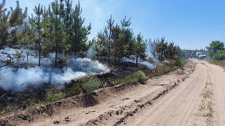 Пожар уничтожил 2 га молодого леса на окраине Верхнего Мамона в районе озера Кривое