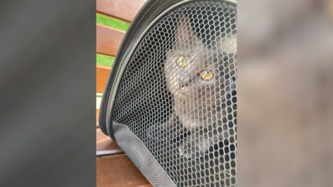 В Воронеже подаренную ребенку породистую кошку выбросили на мусорку