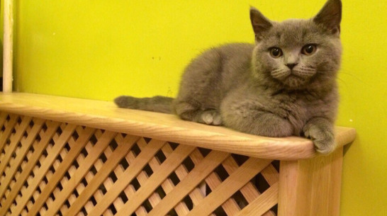 К обеду 9 октября коммунальщики подали тепло в 71% домов Воронежа