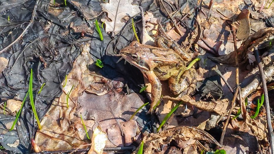 Воронежский заповедник опубликовал фото остромордых лягушек