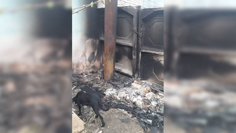 Неизвестные сожгли будки для бездомных собак в Павловске