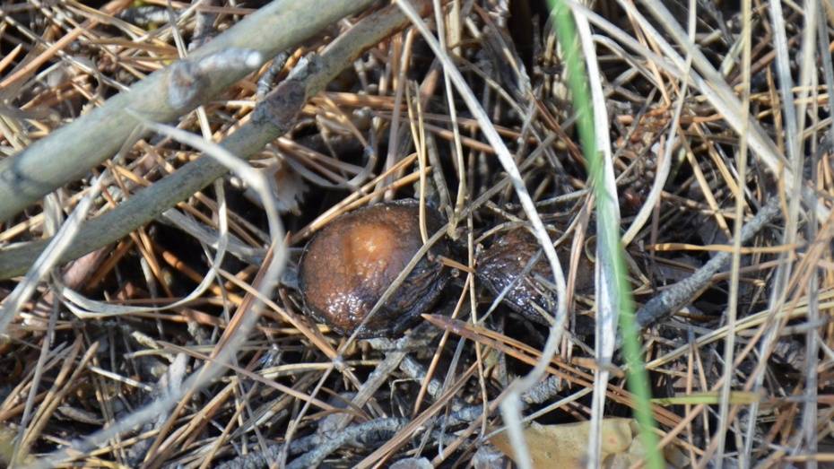 В Воронежской области трое мужчин отравились неизвестными грибами