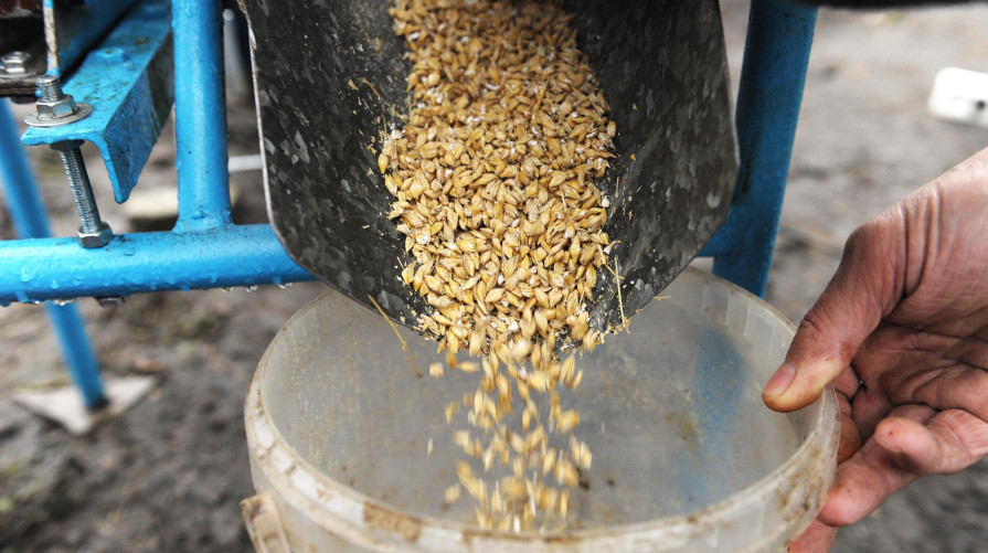 В Воронеж запретили ввозить 5 тонн зараженных семян пшеницы