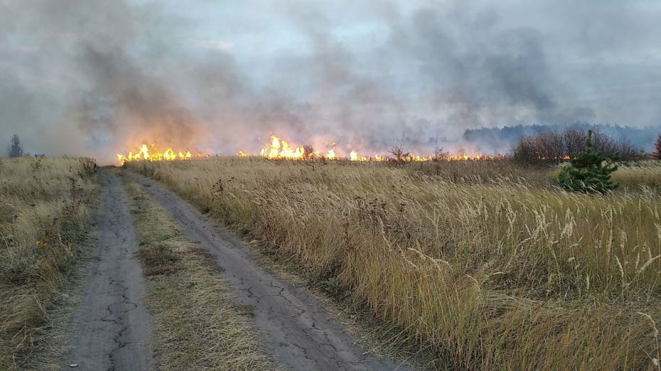 Последний из 3 крупных пожаров в Воронежской области локализовали на площади 185 га