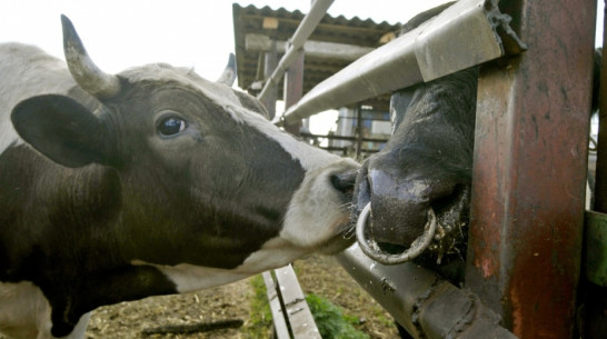 Поголовье КРС в Воронежской области в 2015 году увеличилось на 4%