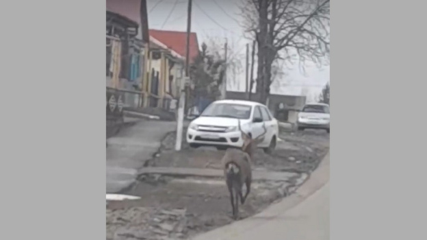 В Бутурлиновке по центральным улицам пробежал лось