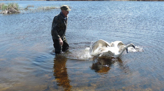 Житель новохоперского села спас и выходил 2 лебедей