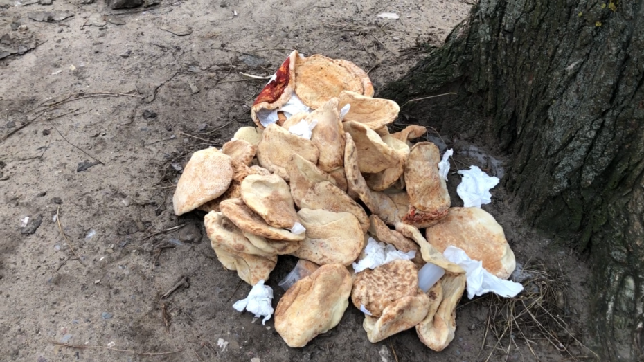Воронежцы обнаружили свалку из пицц во дворе дома