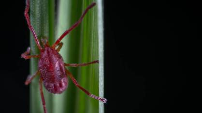 Воронежцев предупредили о начале активности клещей в марте