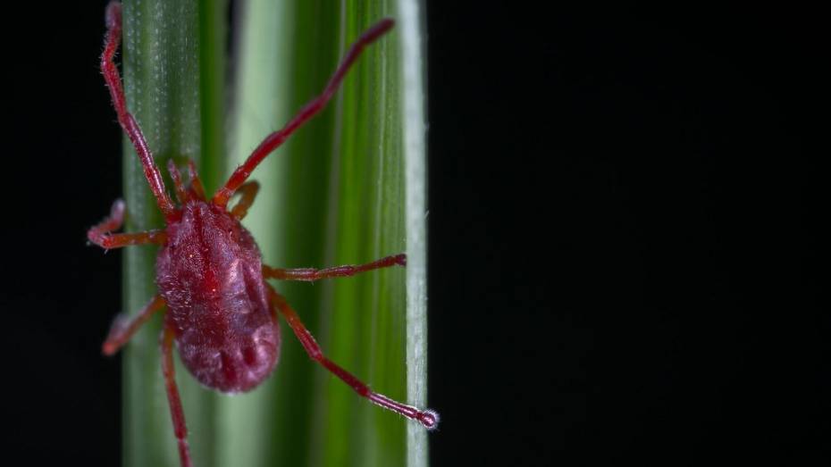 В Воронежской области увеличат площадь обработки от клещей и комаров