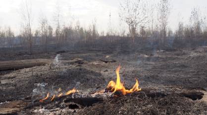 Высокий уровень пожарной опасности установили в 27 муниципалитетах Воронежской области