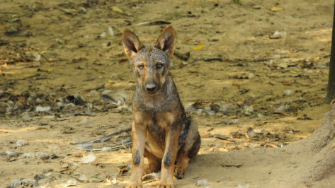 Воронежцев предупредили о распространении шакалов на территории региона