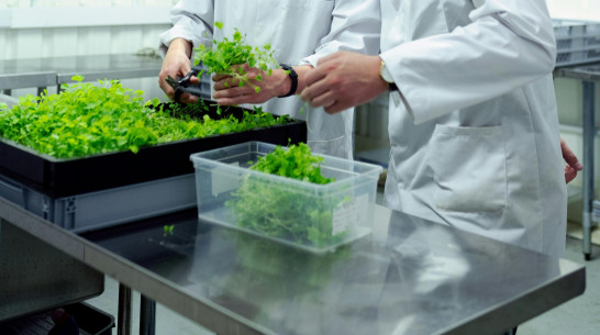 Воронежских школьников пригласили на образовательную программу по растениеводству