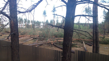 Воронежская полиция займется ситуацией с вырубкой леса в микрорайоне Подгорное