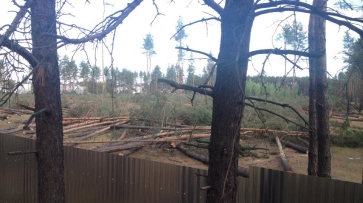 Воронежская полиция займется ситуацией с вырубкой леса в микрорайоне Подгорное