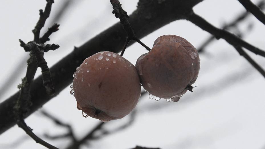 «Погодные качели» прогнозируют в Воронеже в выходные