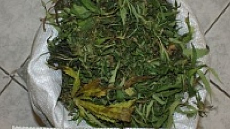 В Воронежской области будут судить мать и сына, занимавшихся сбытом марихуаны