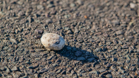 В Воронеже подростки на Северном мосту бросали камни в автомобили