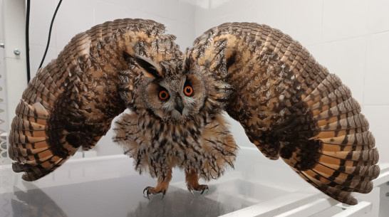 В центре Воронежа в сквере имени Пушкина нашли раненую ушастую сову